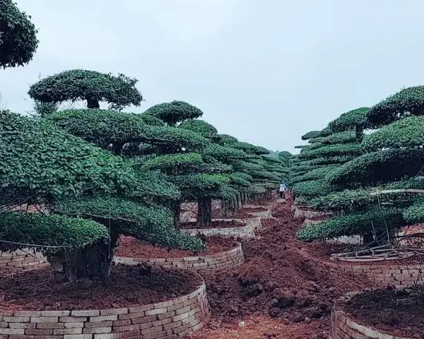 京山对节白蜡-对接白蜡价格表-湖北对节白蜡报价单