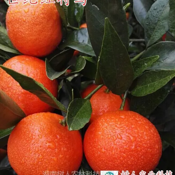 ���ͺ������ľ �������˹�˾����������