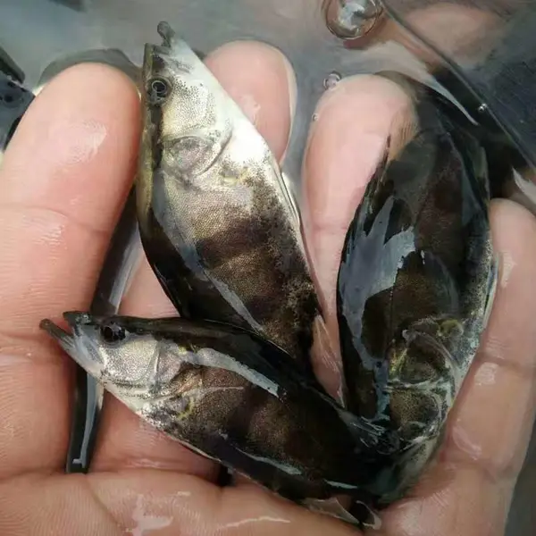 桂鱼鳜鱼苗 翘嘴桂鱼苗 第三代季花鱼苗供应【科学养殖】