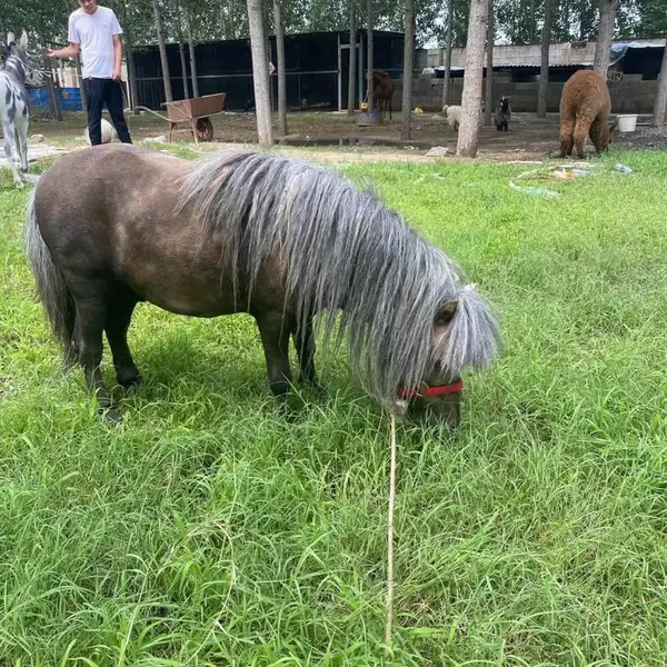矮马 观赏矮马