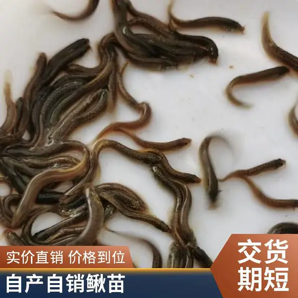 承德泥鳅苗鱼苗养殖场 专业繁育 优质鳅苗鱼苗 成活*** 有养殖技术扶持