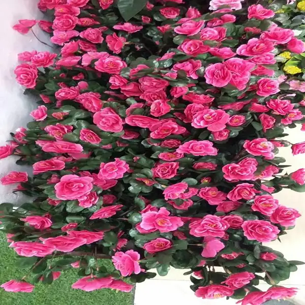 ������ֲ���� �ֻ������ֹ��� ����Ծ��