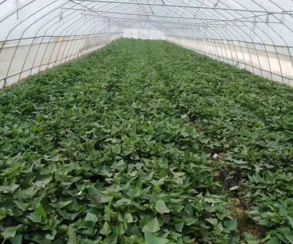 买红薯苗到小马专业种植基地-高产高淀粉红薯苗