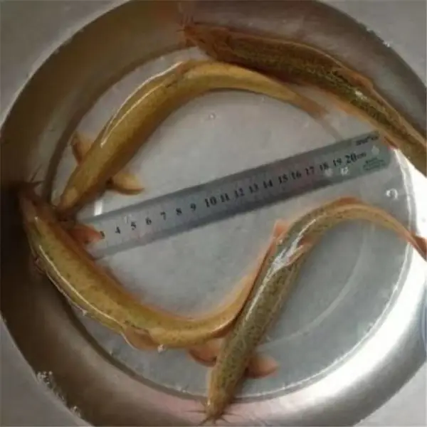 小泥鳅苗 中华刺鳅鱼苗活体运输 台湾鱼鳅快大好管理