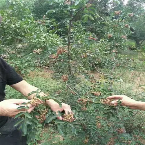 花椒小苗 山东花椒小苗 哪里有花椒苗 花椒苗价格