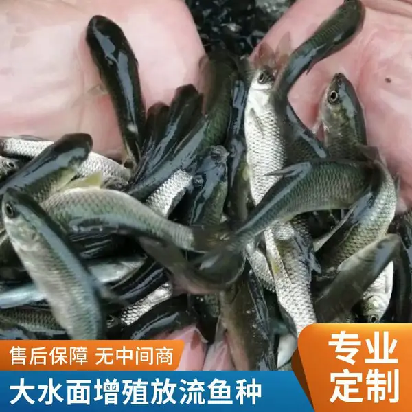菏泽本地草鱼苗 鲤鱼鱼苗 养殖场基地直销 大水面增殖放流鱼种