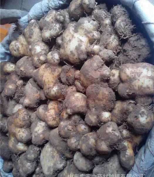 天南星种茎,菏泽天南星,天南星种植,天南星种子