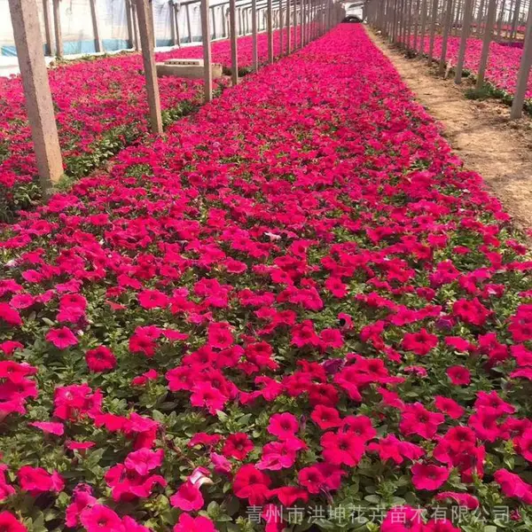 矮牵牛 多色盆栽 工程花卉 花坛 景区绿化 节日摆花 观赏性好 游客喜欢