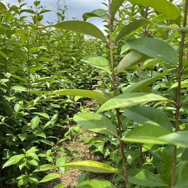 地径0.4大叶女贞 一年大叶女贞苗 两年生大叶女贞苗 园林绿化苗