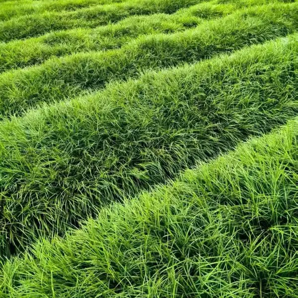 麦冬草苗四季常绿耐寒花坛庭院别墅金边麦冬草苗绿化地被沿边植物