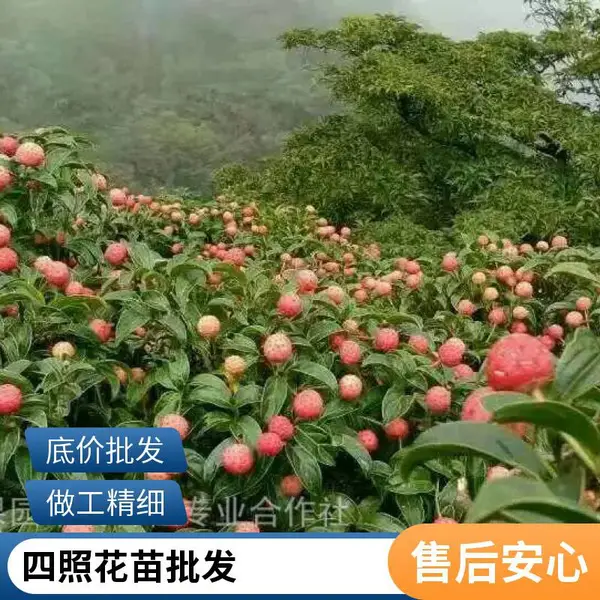 承接绿化工程 四照花苗木批发 2-6公分 基地供应销售