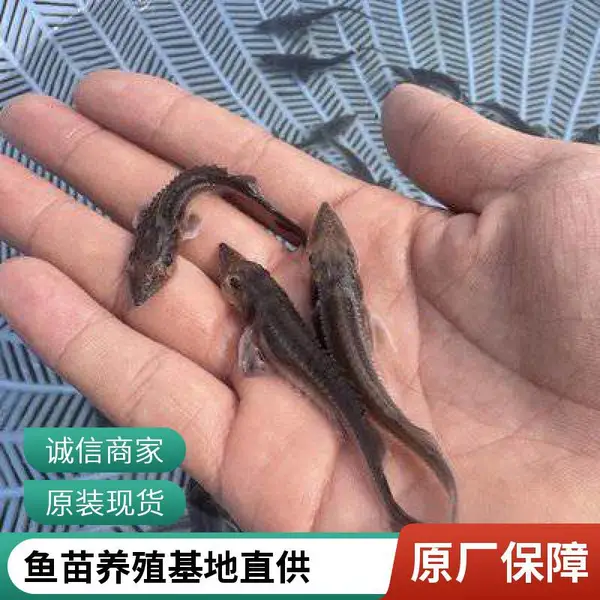 日照鲈鱼苗加州鲈鱼苗鲟鱼鱼苗大型养殖场直发全国