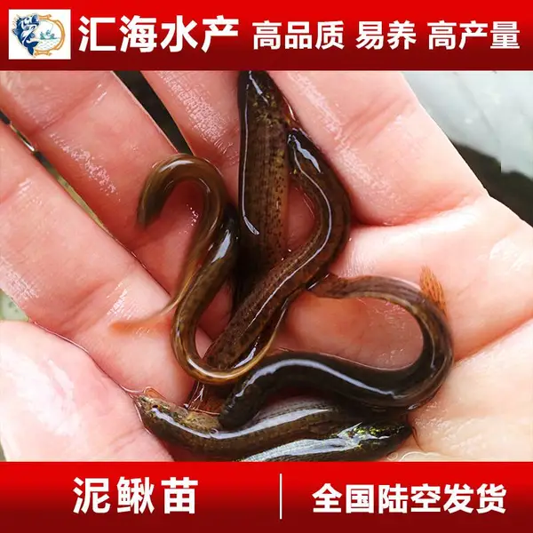 泥鳅寸苗 广东泥鳅寸苗 广州泥鳅水花