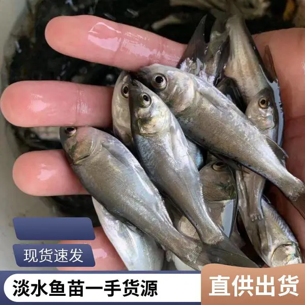 厂家直供山东日照本地花鲢苗白鲢鱼苗养殖场鱼苗