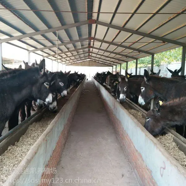 山东大型肉驴养殖场 德州驴 繁殖母驴 育肥 小母驴价格 免费运输