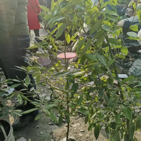 桢楠小苗,桢楠杯苗,桢楠地苗,种植苗圃采购的桢楠小苗