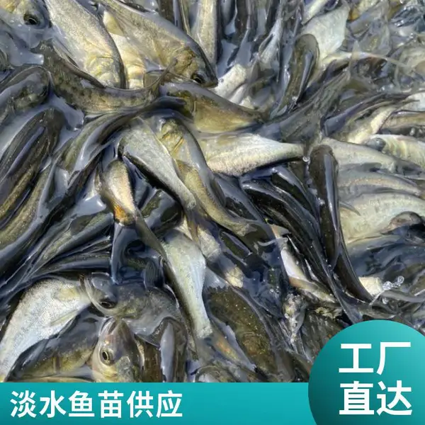 山西大同朔州黑鱼苗 泥鳅鱼苗 养殖场 优质种苗 支持全国发货