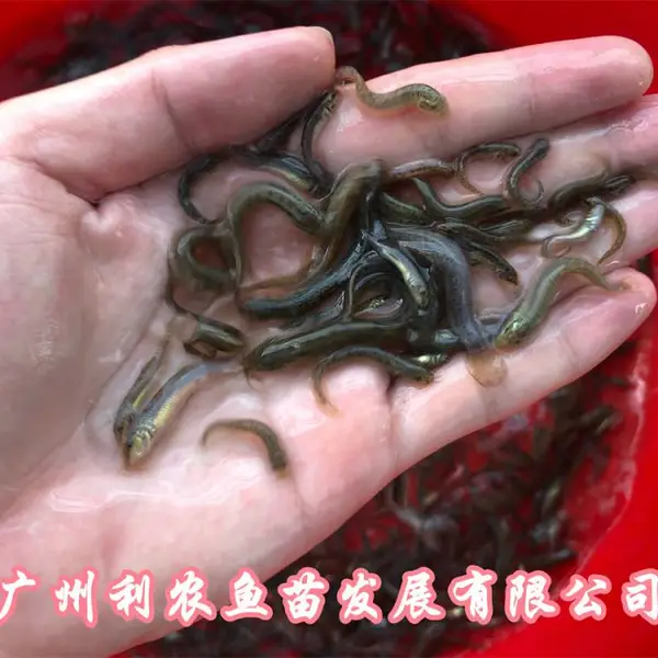 浙江舟山泥鳅鱼苗批发浙江义乌泥鳅苗种苗出售