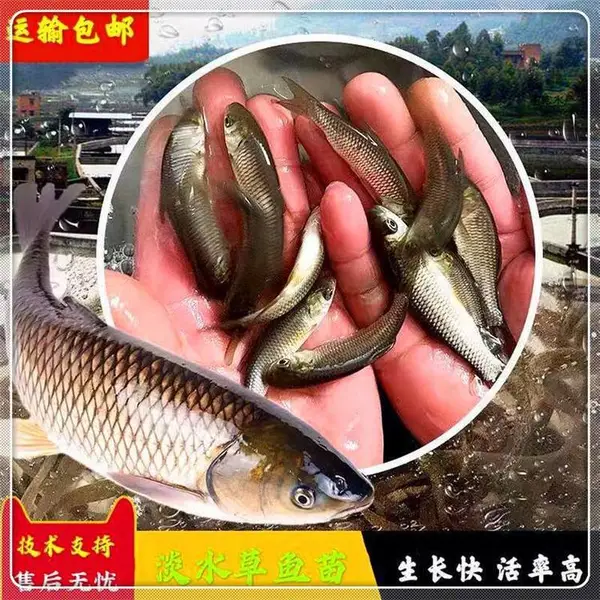吃草鲩鱼苗 已打疫苗脆肉鲩鱼苗 消毒草鱼池塘养殖