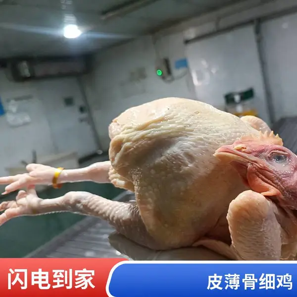矮脚三黄鸡 新鲜现宰 现杀 皮薄骨细 煲汤滋补 烧烤食材 宴席