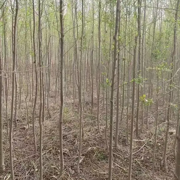 陕西渭南二乔苗木榆树小苗基地装车价格,1米高榆树苗厂家批发,榆树小苗产地报价