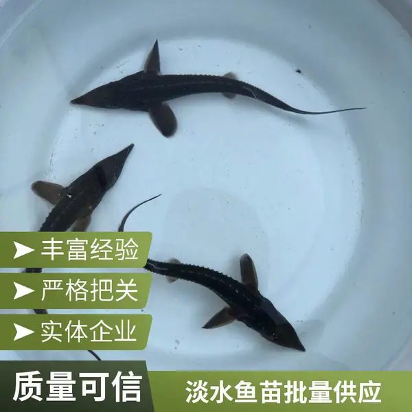 水库池塘养殖用鱼苗 选山东滨州本地鲈鱼苗鲟鱼鱼苗养殖场