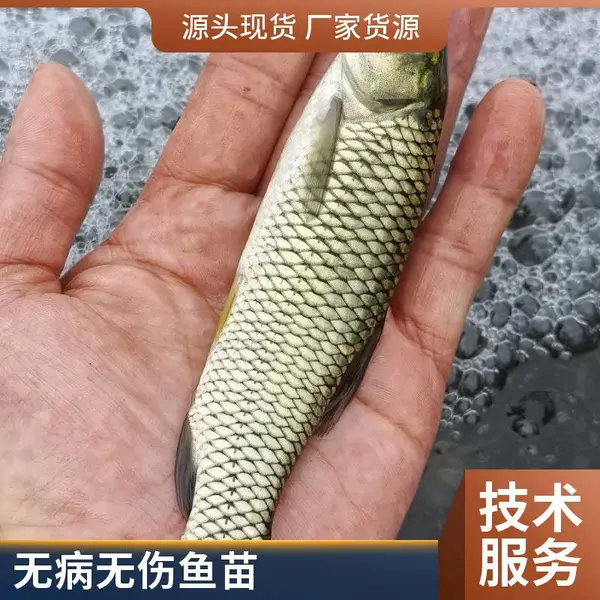 本地草鱼苗 鲤鱼鱼苗 山东菏泽养殖场 大规格苗 抗病力强苗