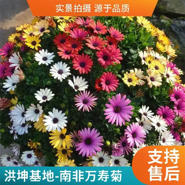 南非万寿菊 青 州万寿菊基地销售 蓝目菊价 春季花卉 花色多 花期长 供苗