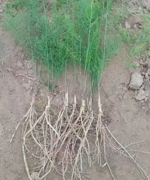 鲜活芦笋根苗优质高产芦笋根四季蔬菜阳台庭院种植
