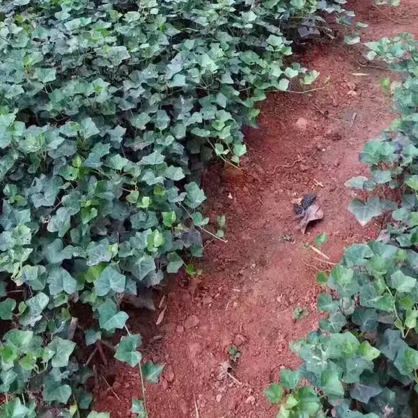 ������ ������ֲ�� ������������̻������õ���ľ����***�� ��ֲ����