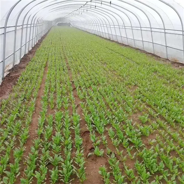 播种神器小型蔬菜播种机温室大棚菠菜播种机华圣机械