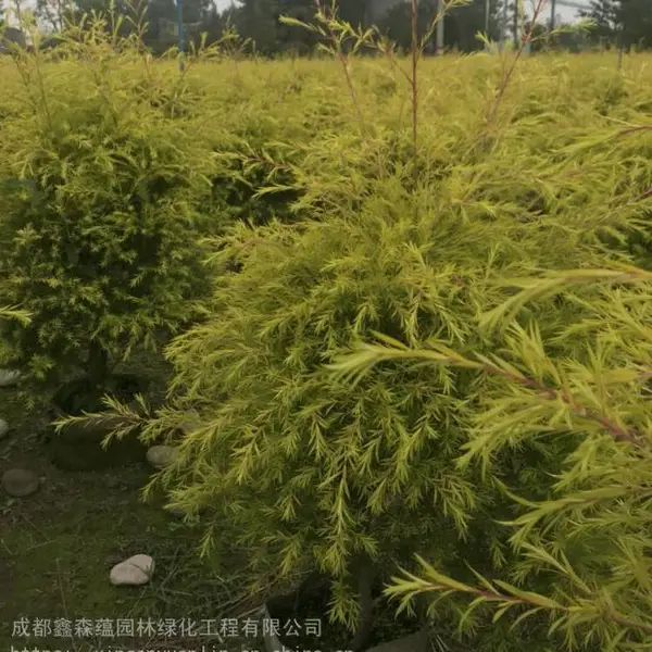 ������ֲһ����ǧ��𹤳������0.5ԪŶ���ذ���