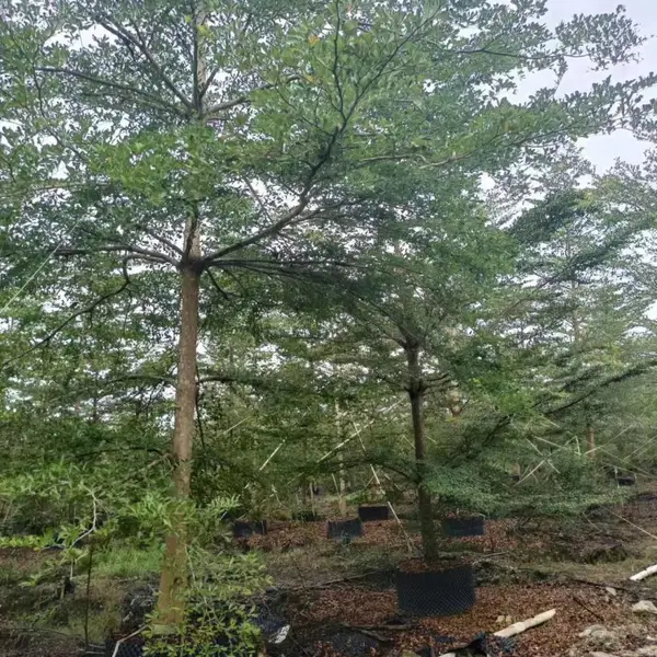 细叶榄仁、非洲榄仁、雨伞树工程绿化苗