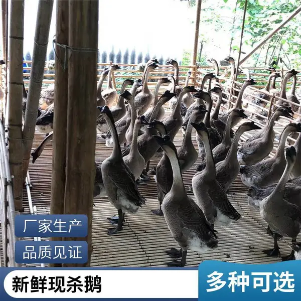 一手三鸟正宗清 远 一级原材料 酒店港式茶餐厅烧鹅 全净膛处理 黑鬃鹅