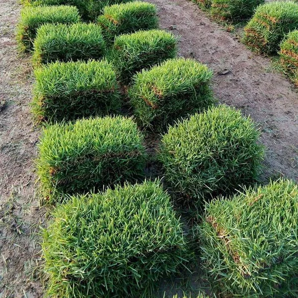 广西岑溪 马尼拉草坪 绿化草籽***格 基地销售