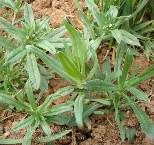野菜种子面条菜种子 特菜种子种苗 基地*** 益丰