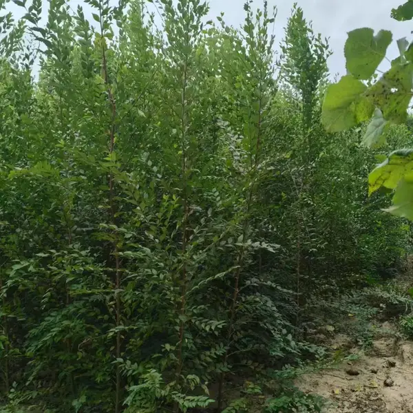 陕西宝鸡二乔苗木榆树小苗基地装车价格,3米高榆树苗厂家批发,榆树小苗产地报价
