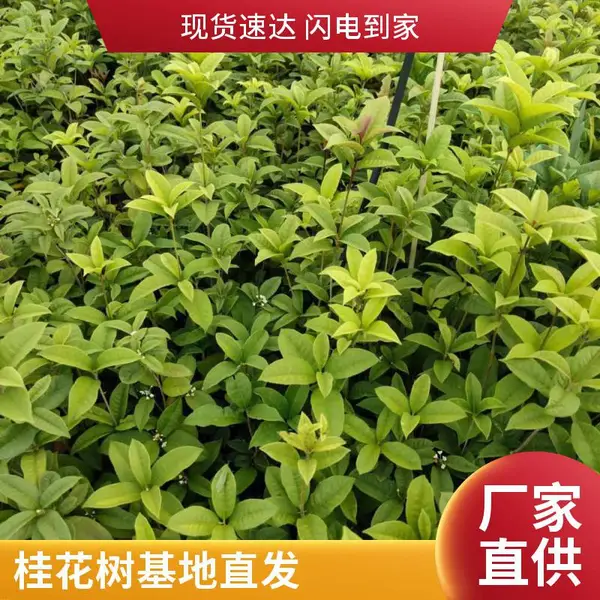 金桂丹桂银桂花苗 四季桂秋 精品桂花苗木 桂花基地