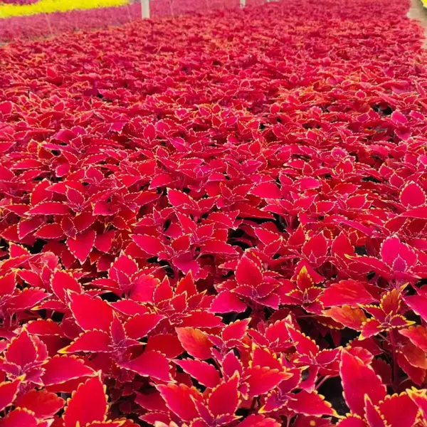 工程花苗时令草花花卉园林绿化盆栽杯苗洪坤花卉