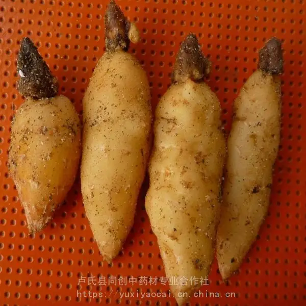 供应天麻种子及配套密环菌种、种植技术，优质天麻种子价格
