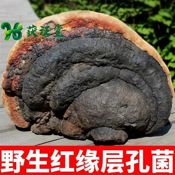 野生红层缘孔菌供应 无硫红缘拟层孔菌个大个