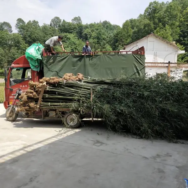 绿竹批发工程绿化苗优质竹苗 竹苗批发价格 绿化竹