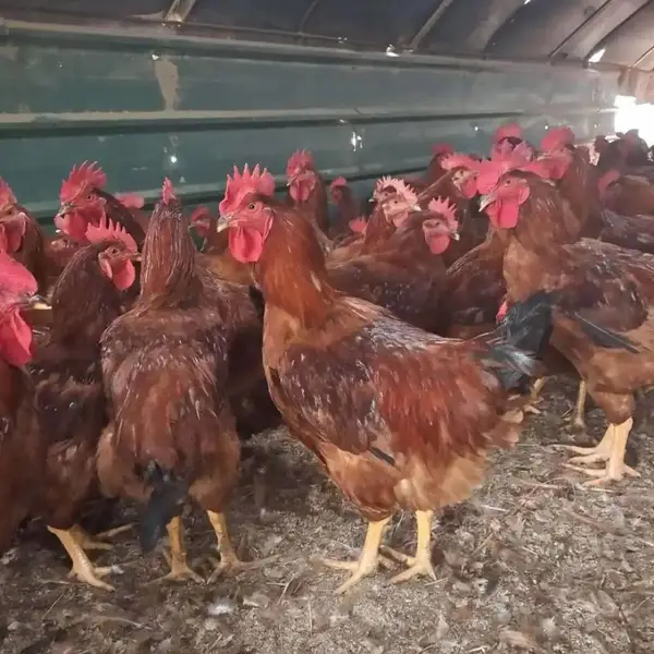 麻红鸡苗出售快大黄鸡苗九斤红鸡幼苗黄杂鸡活体鸡苗