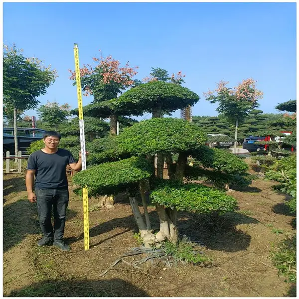 山东对节白蜡树基地供应 3米造型对节白蜡树价格 景观绿化苗木