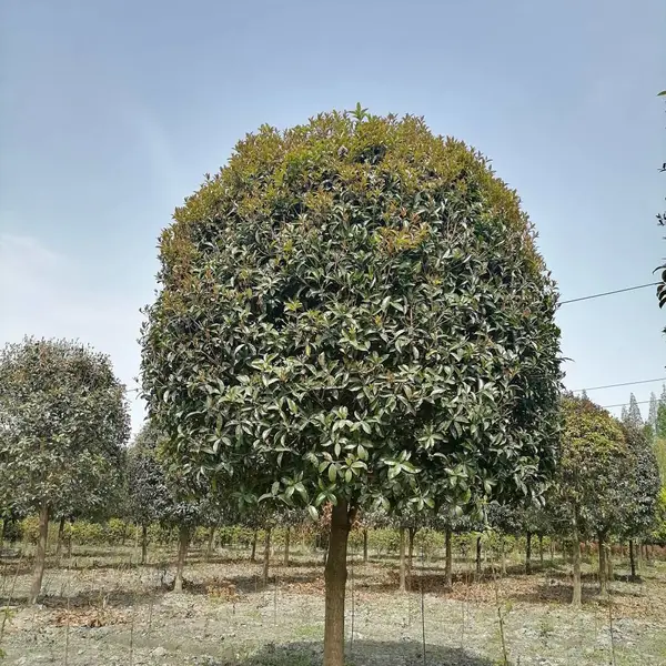 桂花树装车,桂花树产地,高干桂花出售,桂花道路绿化苗