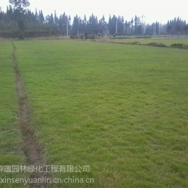 现起草皮出售 台湾二号价基地成都各种草坪出售