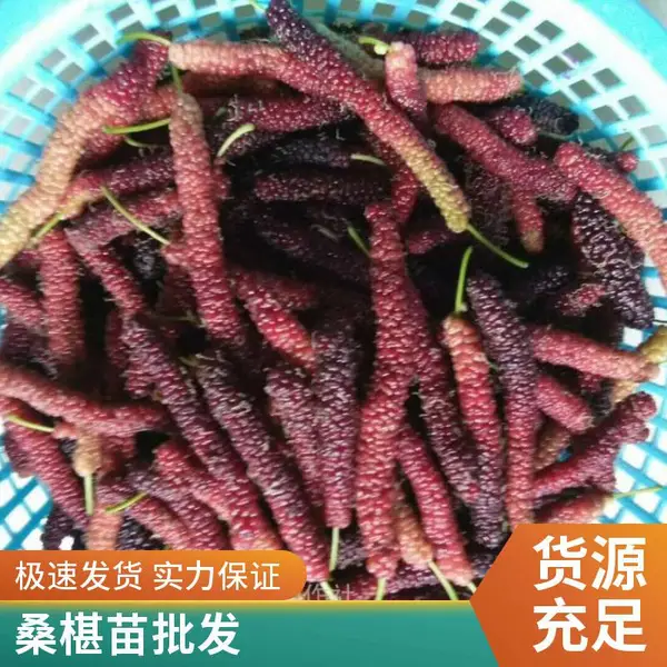 无籽大十桑葚苗 基地嫁接苗耐寒抗冻 采摘园水果桑种植果大味甜
