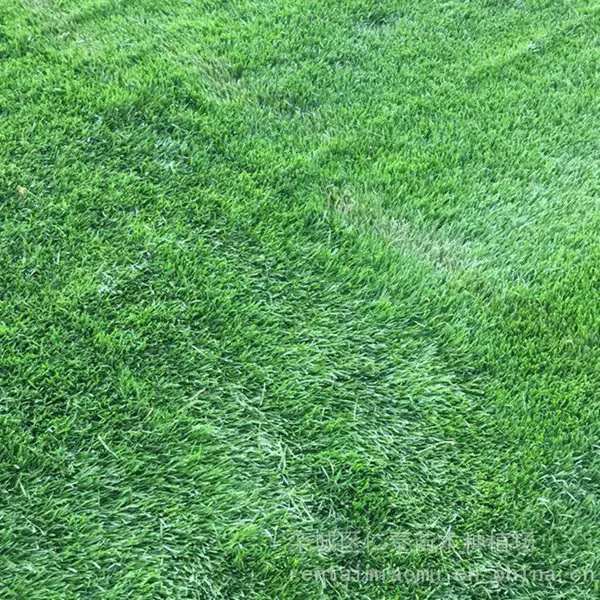 百慕大草坪的草坪 优特斯草皮卷 白晶菊种子