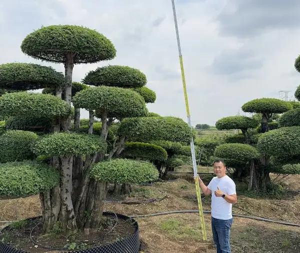 对节白蜡原产地货源 京山造型对节白蜡基地 北方工程苗木批发