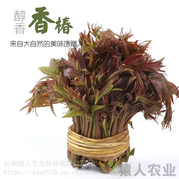 高原食材 香椿芽泡沫箱1.5公斤 净重2斤 酒店 餐饮 家庭 一件代发